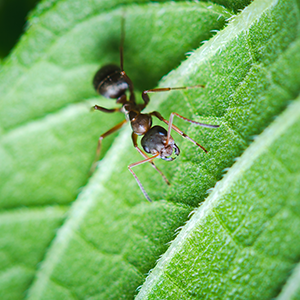 Close up of ant underneath a leaf