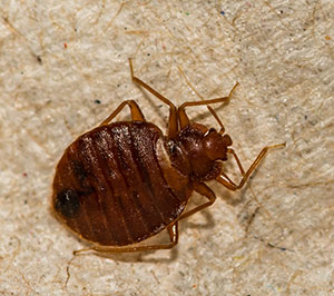 Bed Bug close up on floor