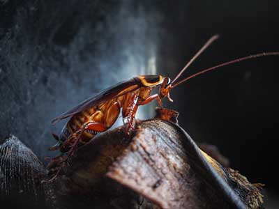 Close up of a cockroach on some garbage