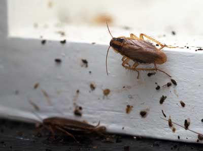 A cockroach infestation on a windowsill 