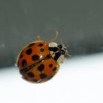 Asian lady beetle | common pests that you may not realize are invasive in Modesto CA