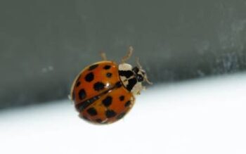 Asian lady beetle | common pests that you may not realize are invasive in Modesto CA