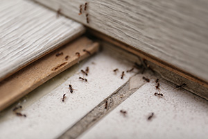 Can I Get Rid of Ants Forever with Insect IQ in Modesto CA