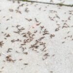 Ants swarming out between concrete blocks - Insect IQ, Inc Pest Control and Exterminating Services in Modesto, CA