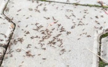 Ants swarming out between concrete blocks.