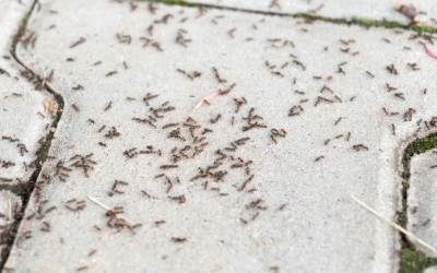 Ants swarming out between concrete blocks - Insect IQ, Inc Pest Control and Exterminating Services in Modesto, CA
