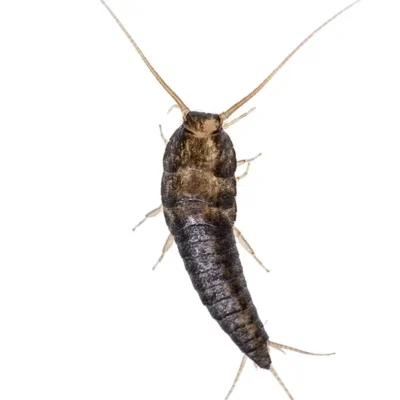 Silverfish | InsectIQ Pest Control Service serving Modesto, CA