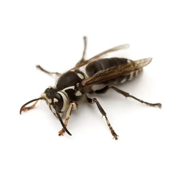 Bald-Faced Hornet | InsectIQ Pest Control Service serving Modesto, CA