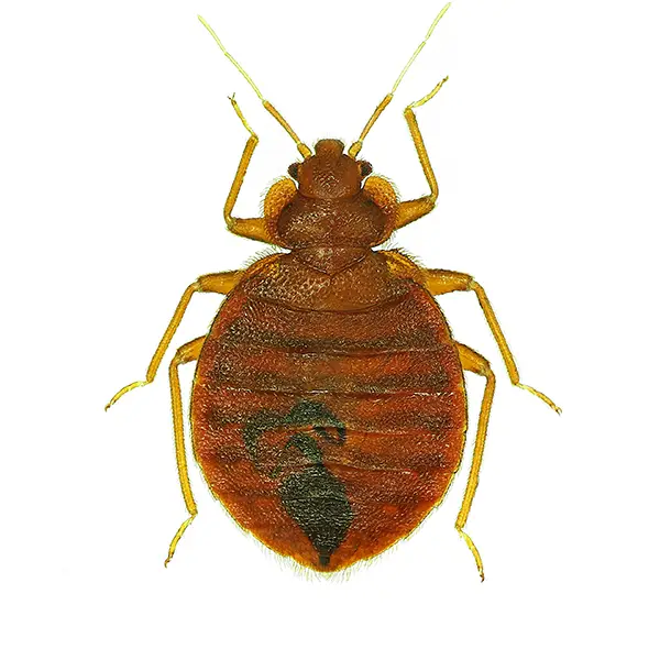 Bed Bug | InsectIQ Pest Control Service serving Modesto, CA
