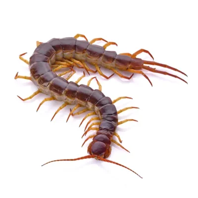 Centipede | InsectIQ Pest Control Service serving Modesto, CA