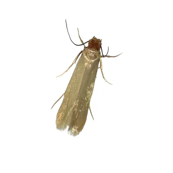 Clothes Moth | InsectIQ Pest Control Service serving Modesto, CA