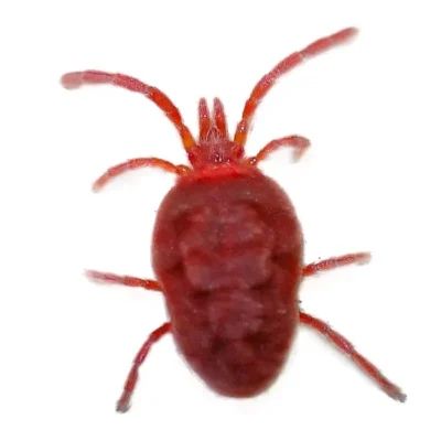 Clover Mite | InsectIQ Pest Control Service serving Modesto, CA