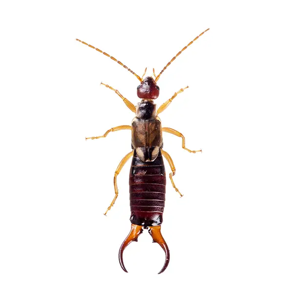 Earwig | InsectIQ Pest Control Service serving Modesto, CA