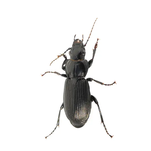 Ground Beetle | InsectIQ Pest Control Service serving Modesto, CA