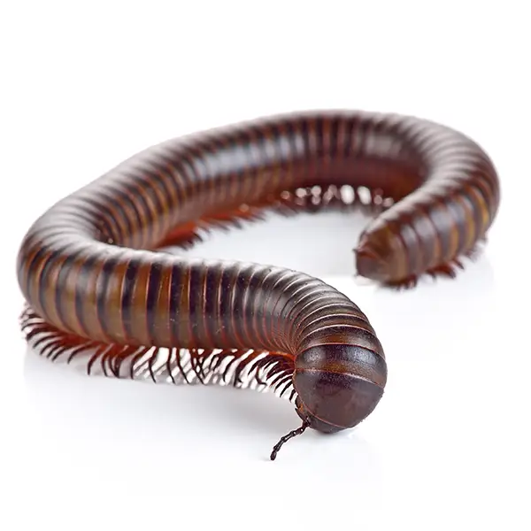 Millipede | InsectIQ Pest Control Service serving Modesto, CA