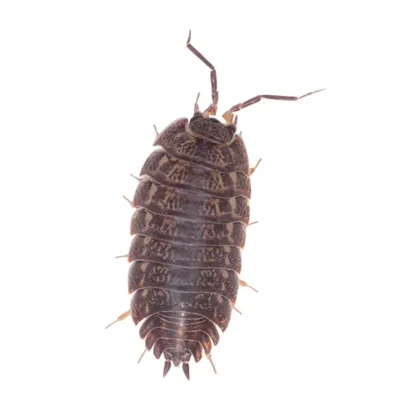 Pill Bug | InsectIQ Pest Control Service serving Modesto, CA