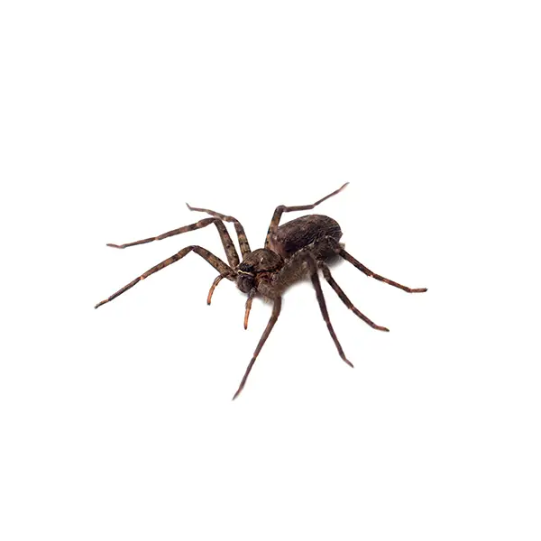 Spider | InsectIQ Pest Control Service serving Modesto, CA