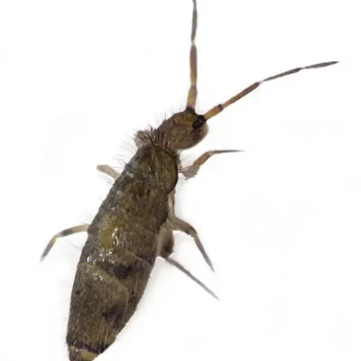 Springtail | InsectIQ Pest Control Service serving Modesto, CA