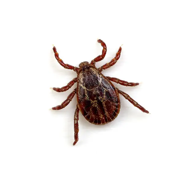 Tick | InsectIQ Pest Control Service serving Modesto, CA