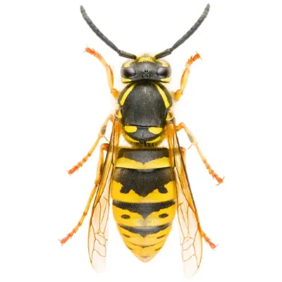 Yellow Jacket | InsectIQ Pest Control Service serving Modesto, CA