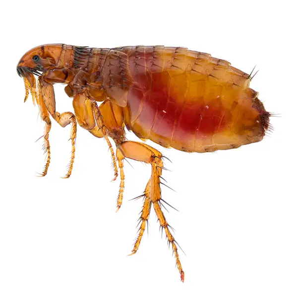 Flea | InsectIQ Pest Control Service serving Modesto, CA