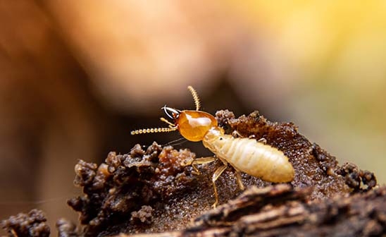 Close up termite outside
