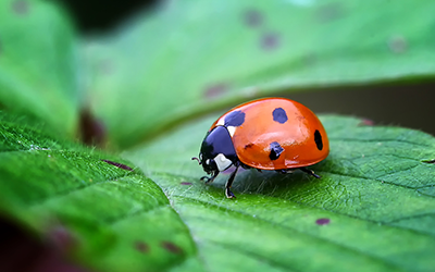 Why Are Ladybugs Going to the Super Bowl? - Insect IQ, Inc Pest Control and Exterminating Services in Modesto, CA
