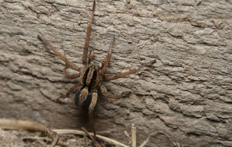 Wolf spider on a wall