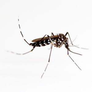 Aedes mosquito on white in Modesto CA