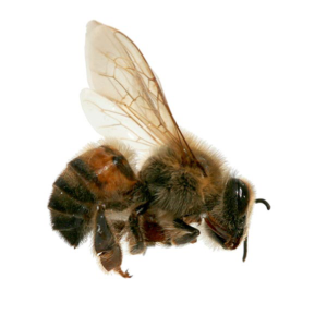 Africanized Honey Bee close up white background