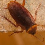 American cockroach in the kitchen