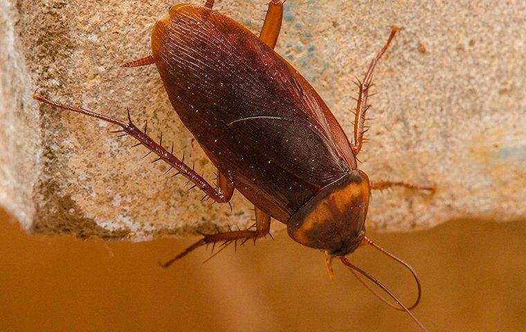 American cockroach in the kitchen