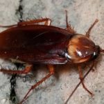 american cockroach in a kitchen