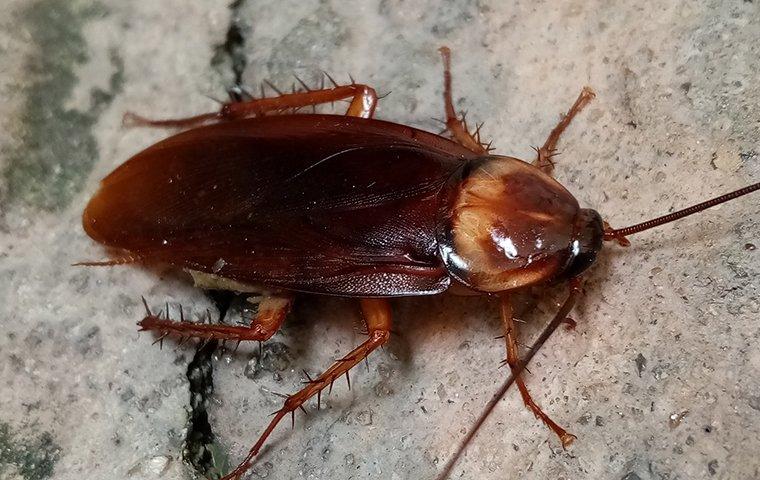 american cockroach in a kitchen