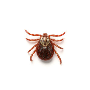 American Dog Tick close up white background