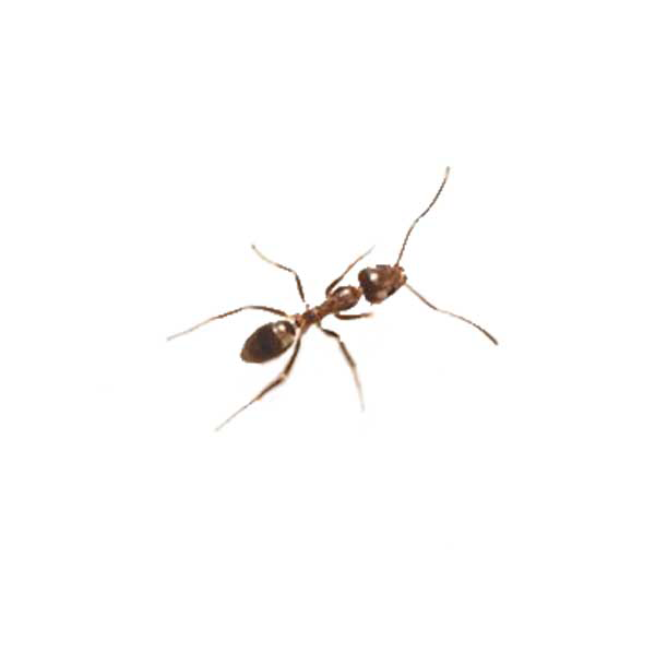 Argentine Ant close up white background