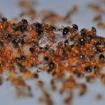argentine ant infestation in a kitchen