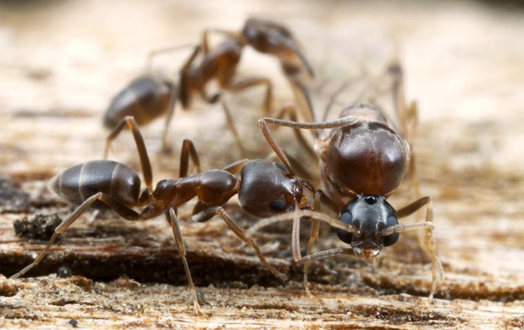 ants communicating on wood