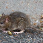 baby rat outside a home in Modesto