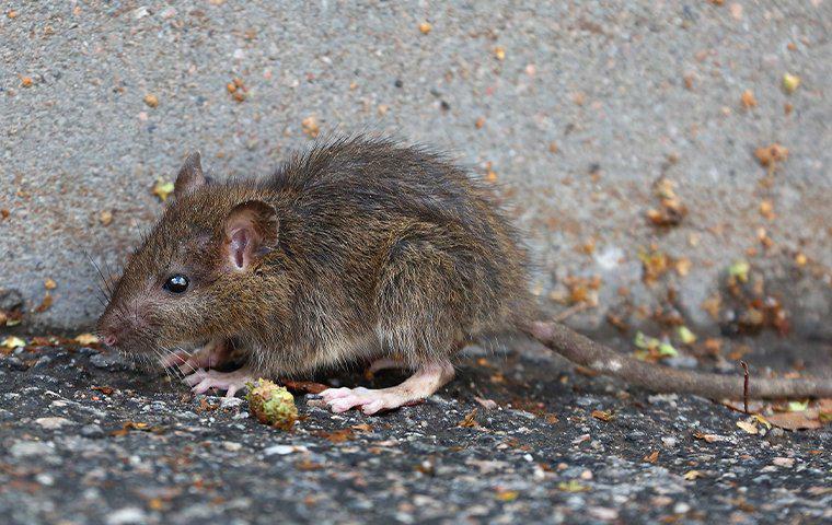 baby rat outside a home in Modesto