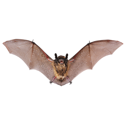 Pest Identification Library Identification & Info | Insect IQ, Inc ...