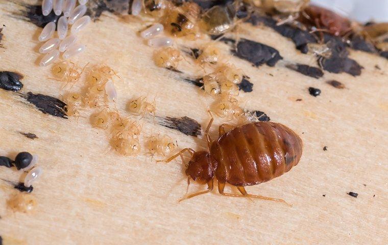 Bed Bug and Nymphs on a bed