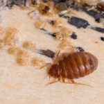 bed bug and nymphs on a bed frame