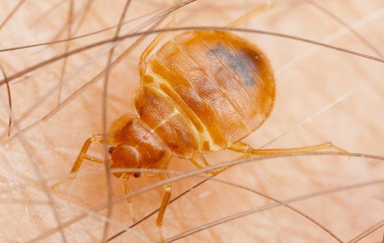 bed bug walking on an arm