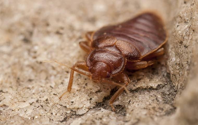 adult bed bug in a home