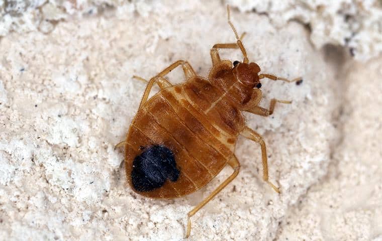 bed bug in a home