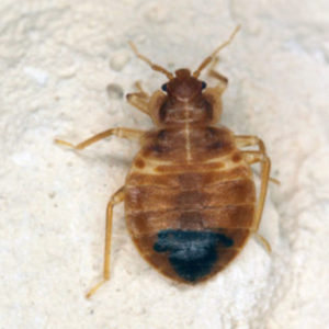 Bed Bug close up