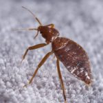 bed bug on a carpet in Modesto