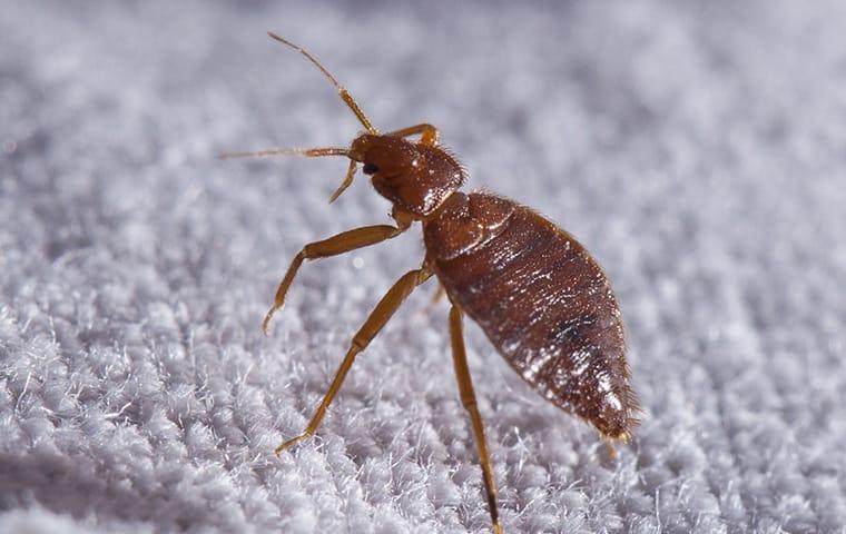 bed bug on a carpet in Modesto