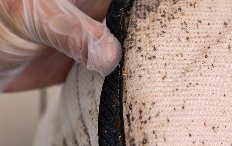 bed bug infestation on a mattress